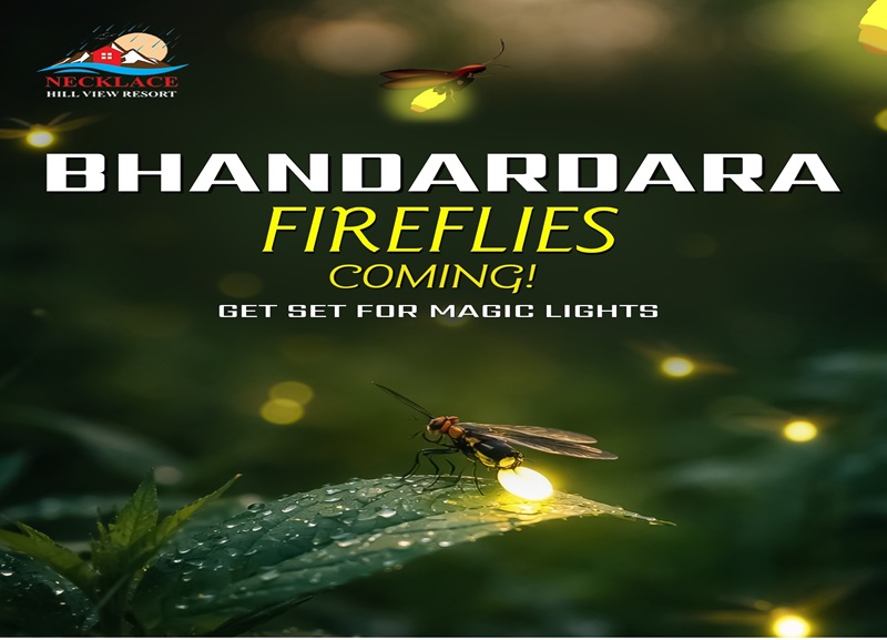 Fireflies glowing in the forest near Necklace Hill View Resort during Fireflies Festival at Bhandardara