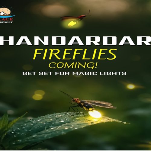 Fireflies glowing in the forest near Necklace Hill View Resort during Fireflies Festival at Bhandardara